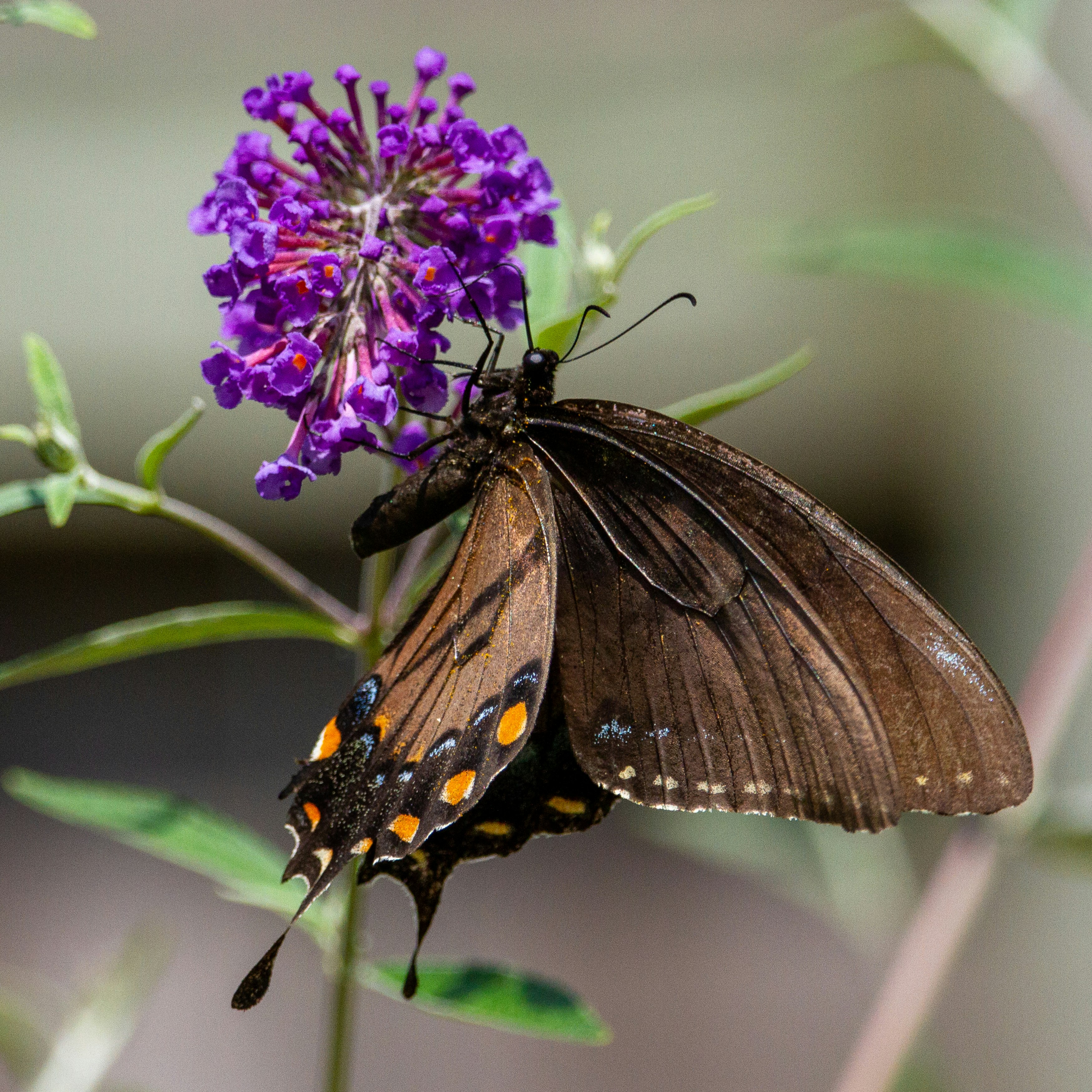 An eastern tiger swallowtail (ventral female, dark morph) butterfly on the bloom of a butterfly bush.