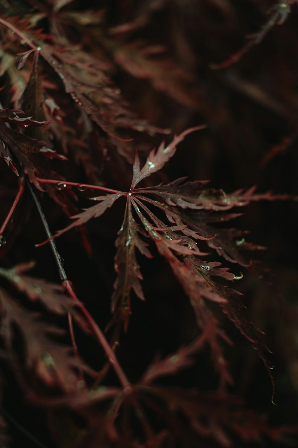 a close up of a leaf with drops of water on it