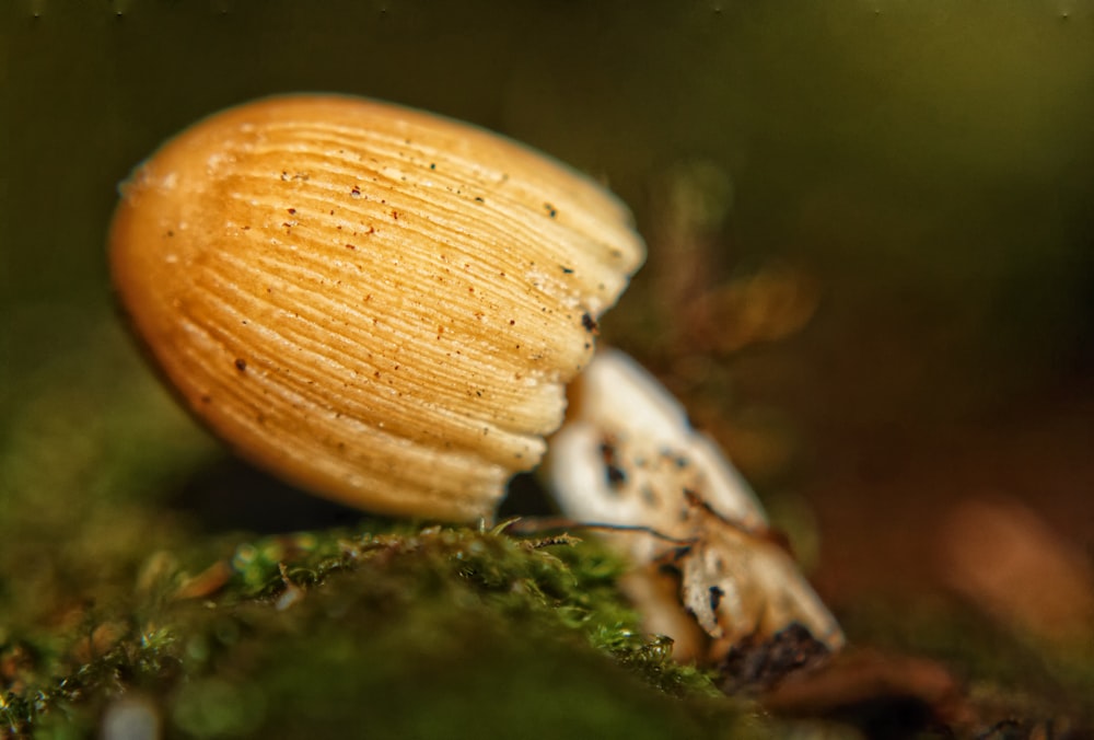 a close up of a mushroom on a mossy surface