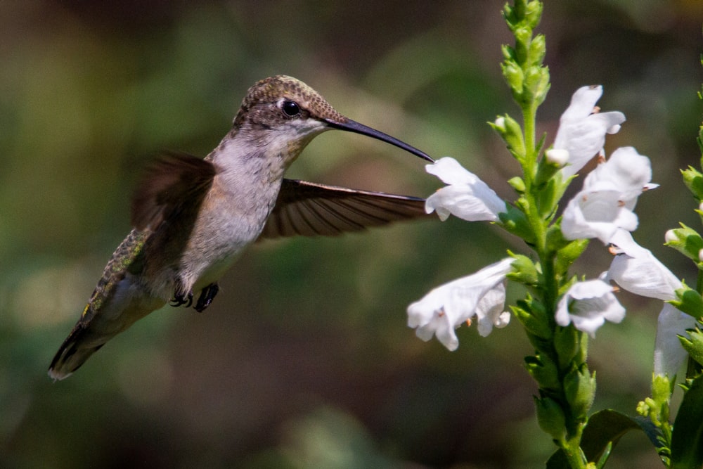 a hummingbird hovering over a white flower