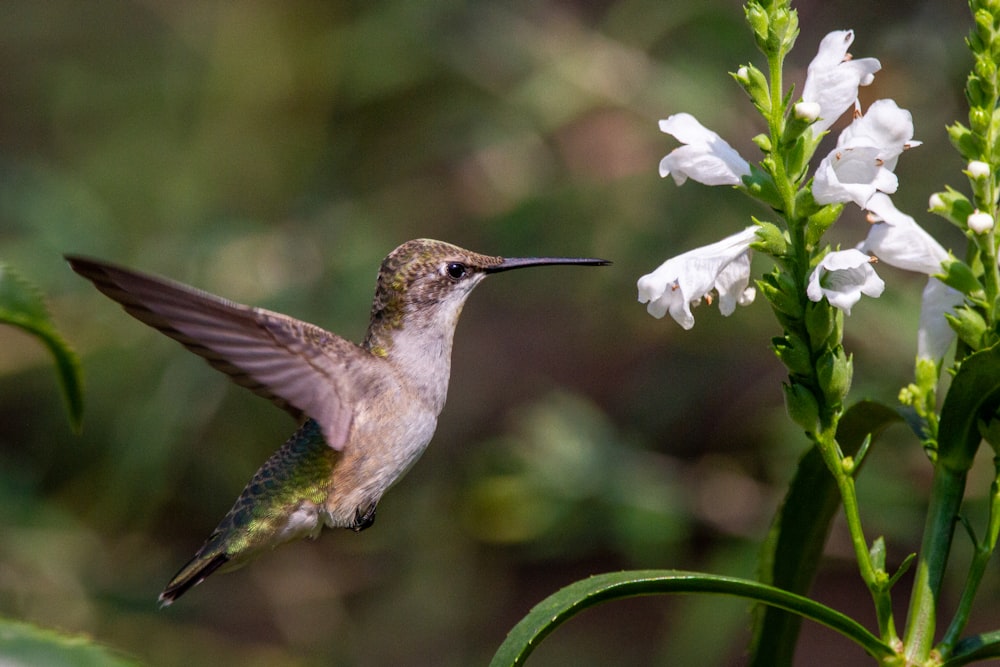 a hummingbird hovering over a white flower