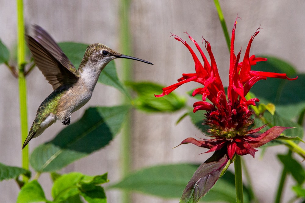 a hummingbird flying near a red flower