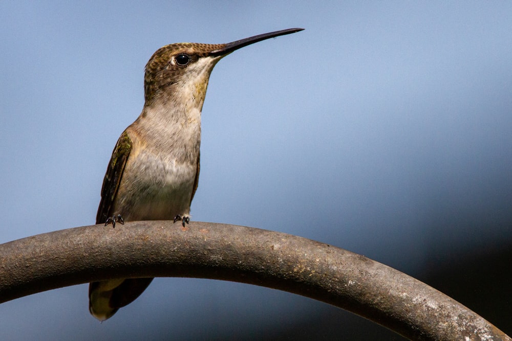 a hummingbird perches on a metal pole