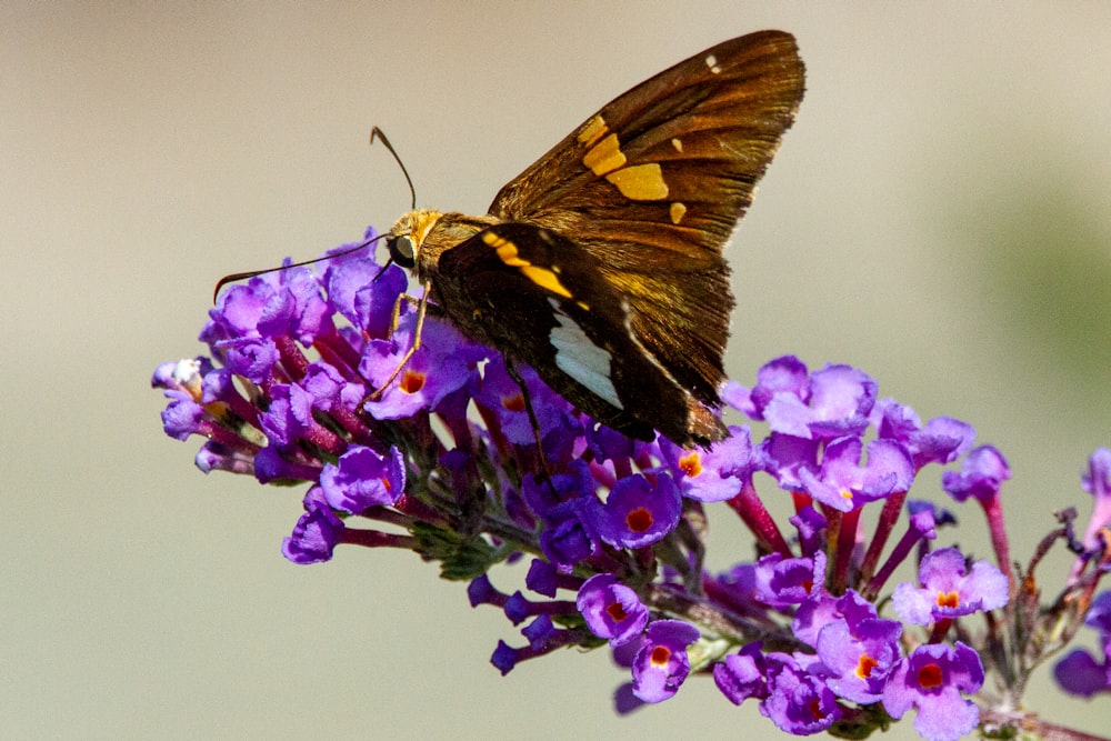 a brown butterfly sitting on a purple flower