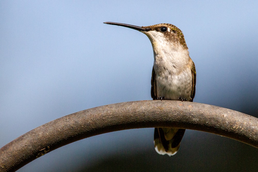 a hummingbird perches on a metal pole