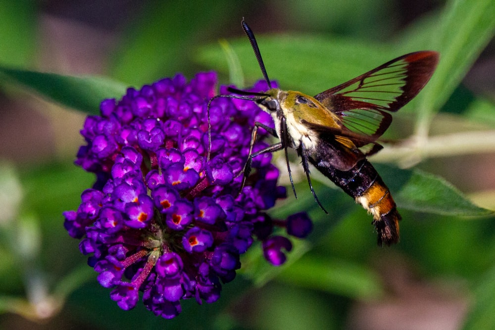 紫色の花の上の蜂のクローズアップ
