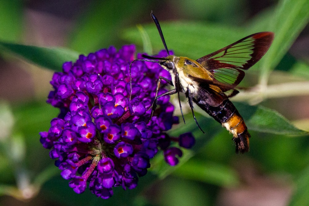 a close up of a bee on a purple flower