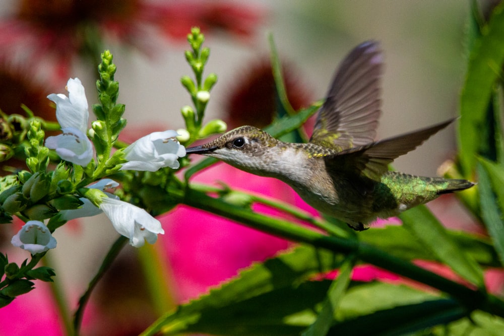 a hummingbird hovering over a white flower