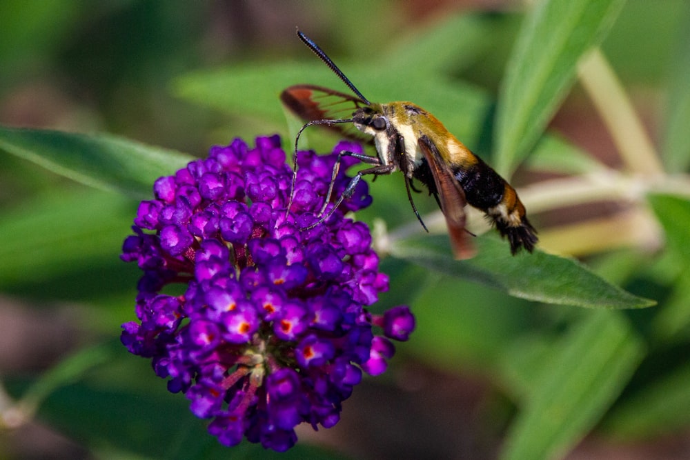 a close up of a bee on a purple flower