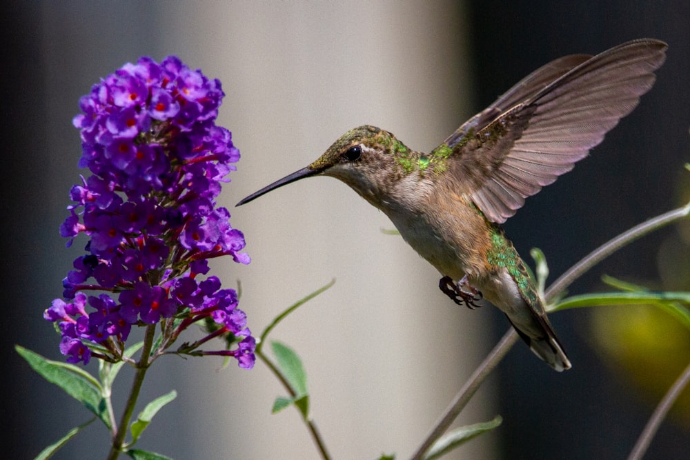 a hummingbird hovering over a purple flower