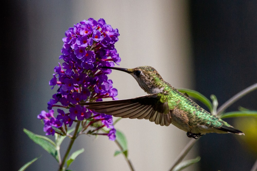 a hummingbird feeding from a purple flower