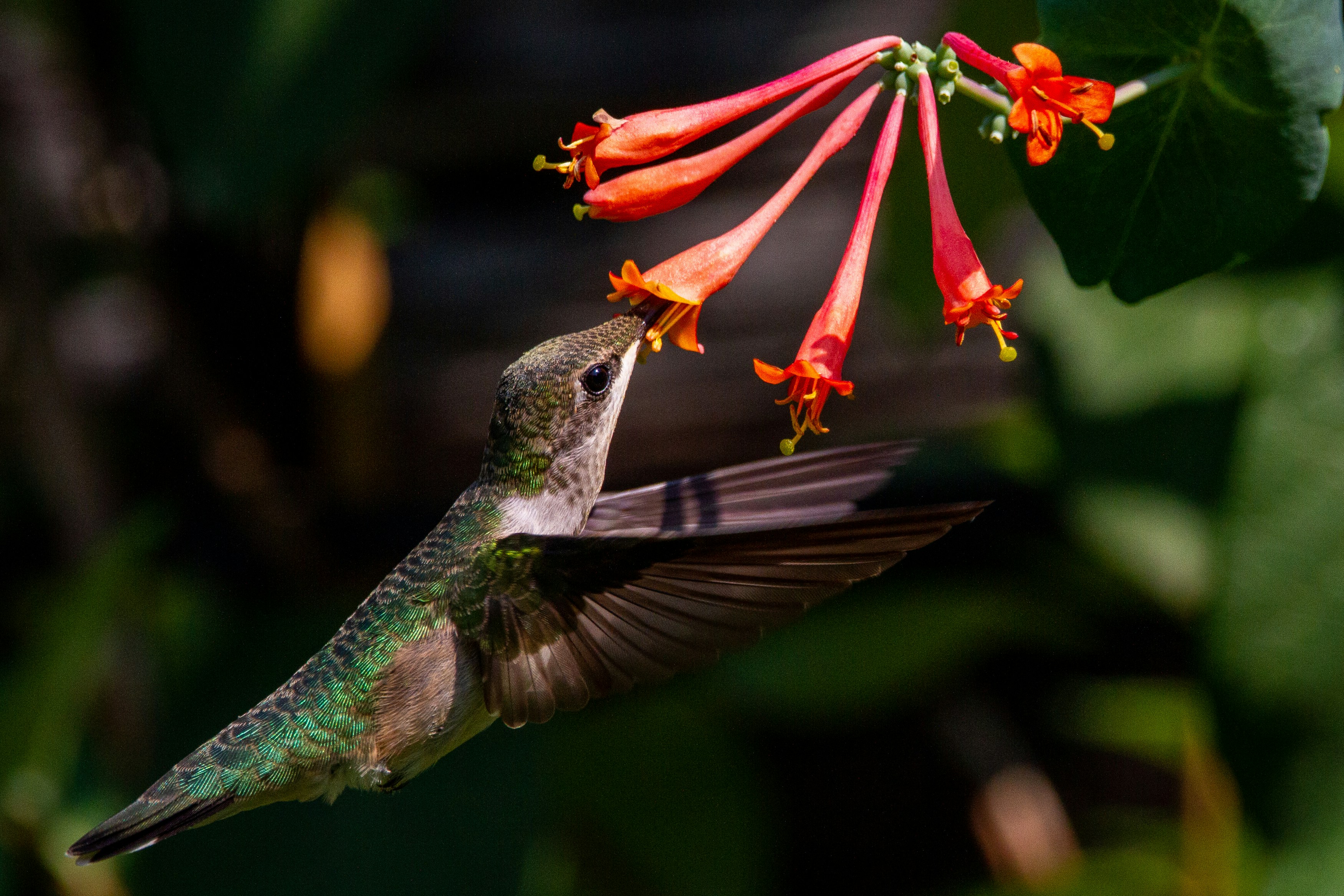 Hummingbird feeder near other bird feeders