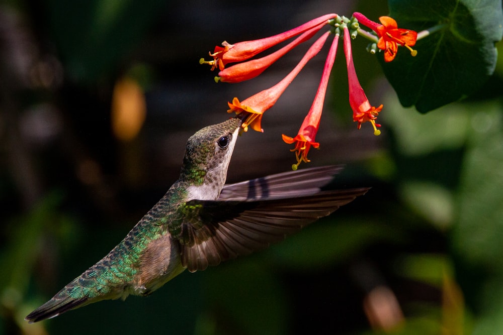 a hummingbird flying towards a red flower