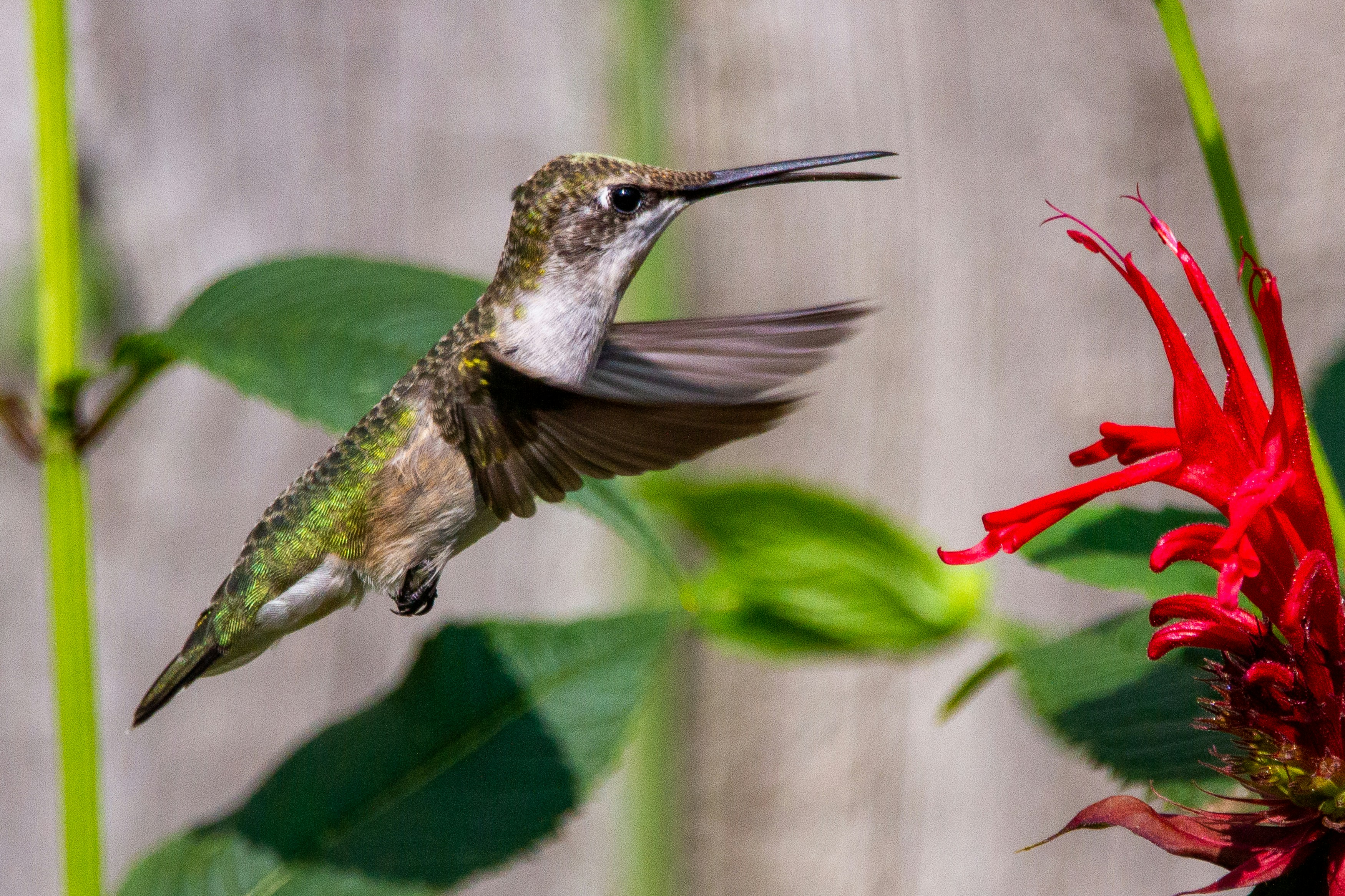 a hummingbird flying towards a red flower