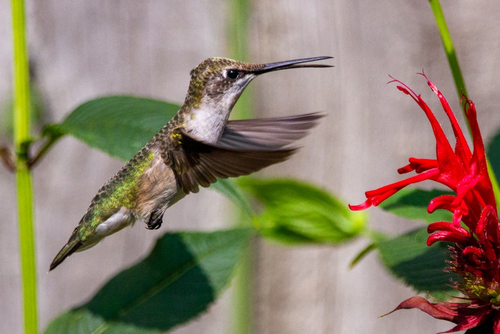 Un colibrí volando hacia una flor roja