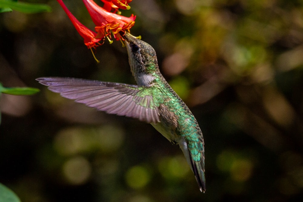a hummingbird flying towards a red flower