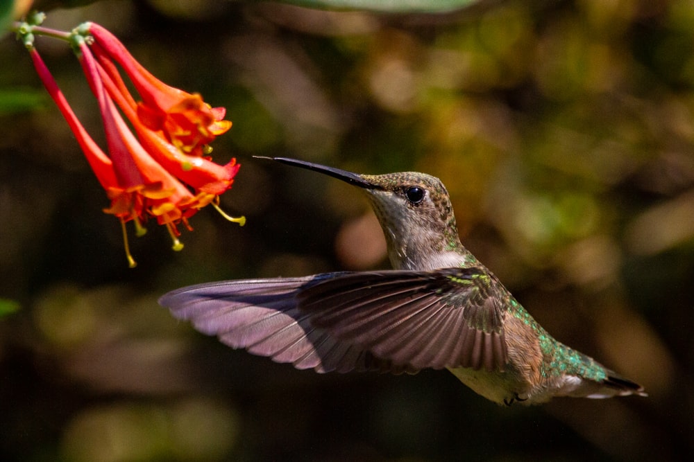 a hummingbird flying towards a red flower