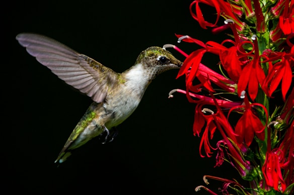 A hummingbird hovers in mid-air next to a cluster of vibrant red flowers. Its wings are spread and slightly blurred, capturing the rapid movement typical of this bird. The background is a deep black, highlighting the detailed textures and colors of both the bird and the flowers.