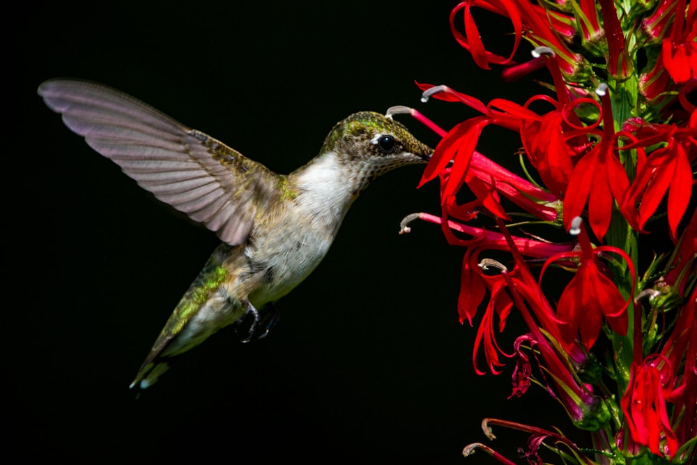 a hummingbird hovering near a red flower