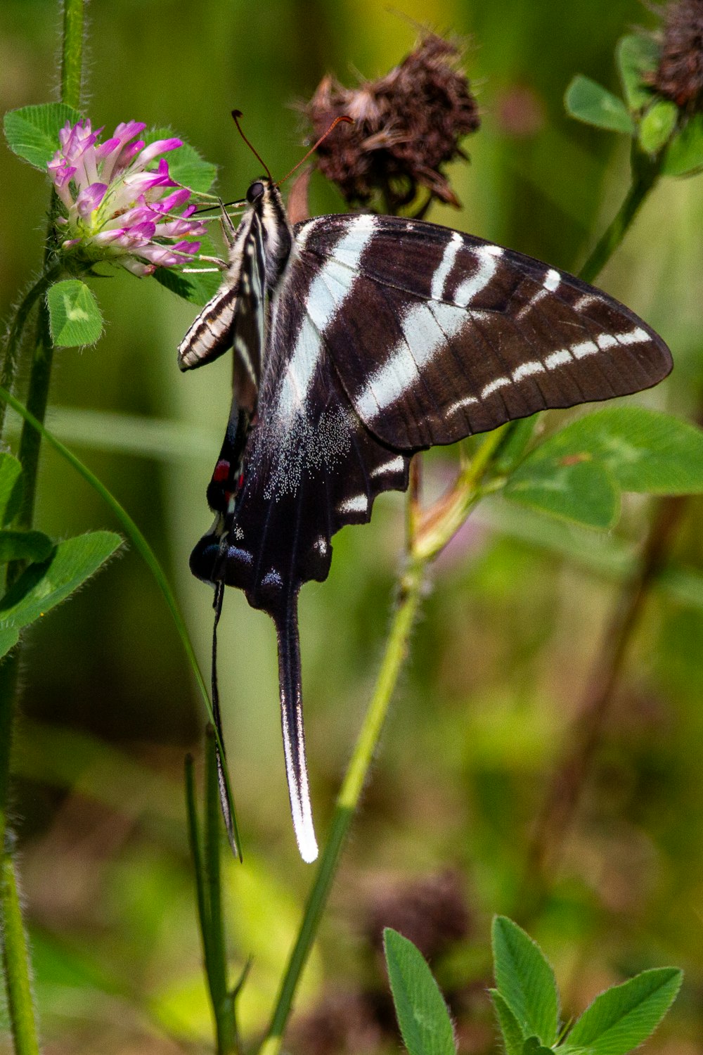 a black and white butterfly sitting on a flower