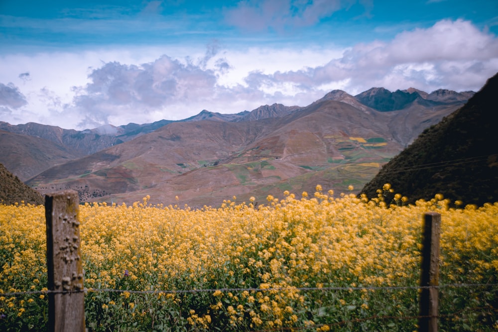 a field of yellow flowers with mountains in the background