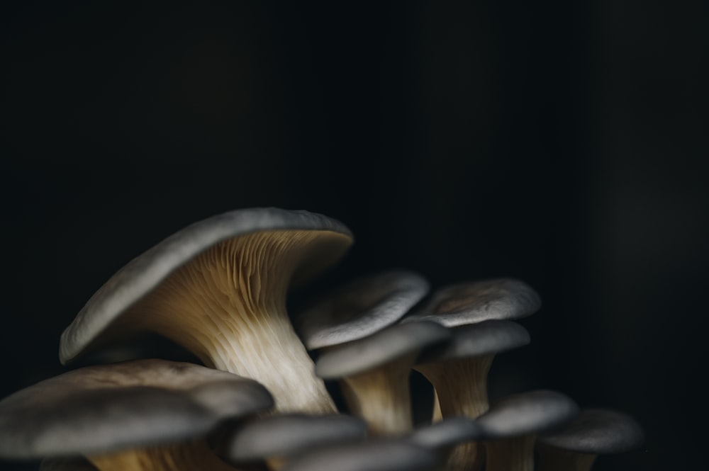 a group of mushrooms sitting on top of a table