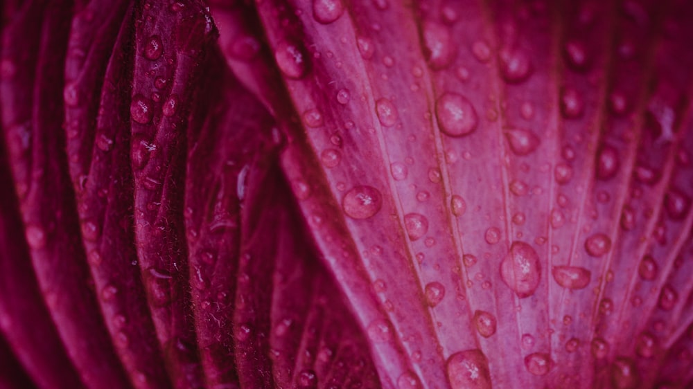 a close up of a purple flower with water droplets