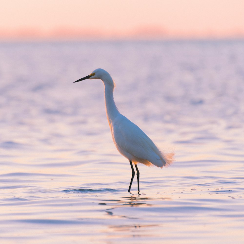 a white bird standing on top of a body of water