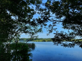 A serene view of a lake surrounded by lush greenery.