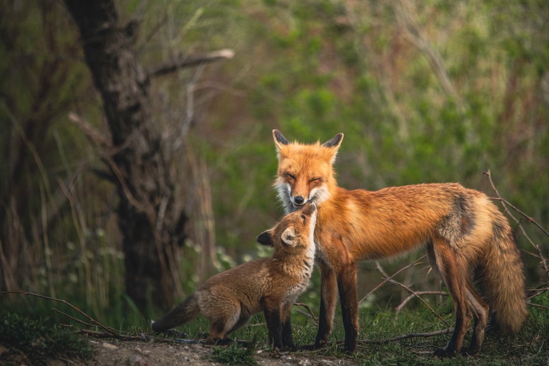 a couple of foxes standing next to each other