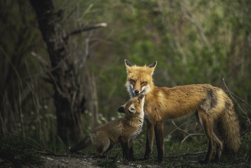 a couple of foxes standing next to each other
