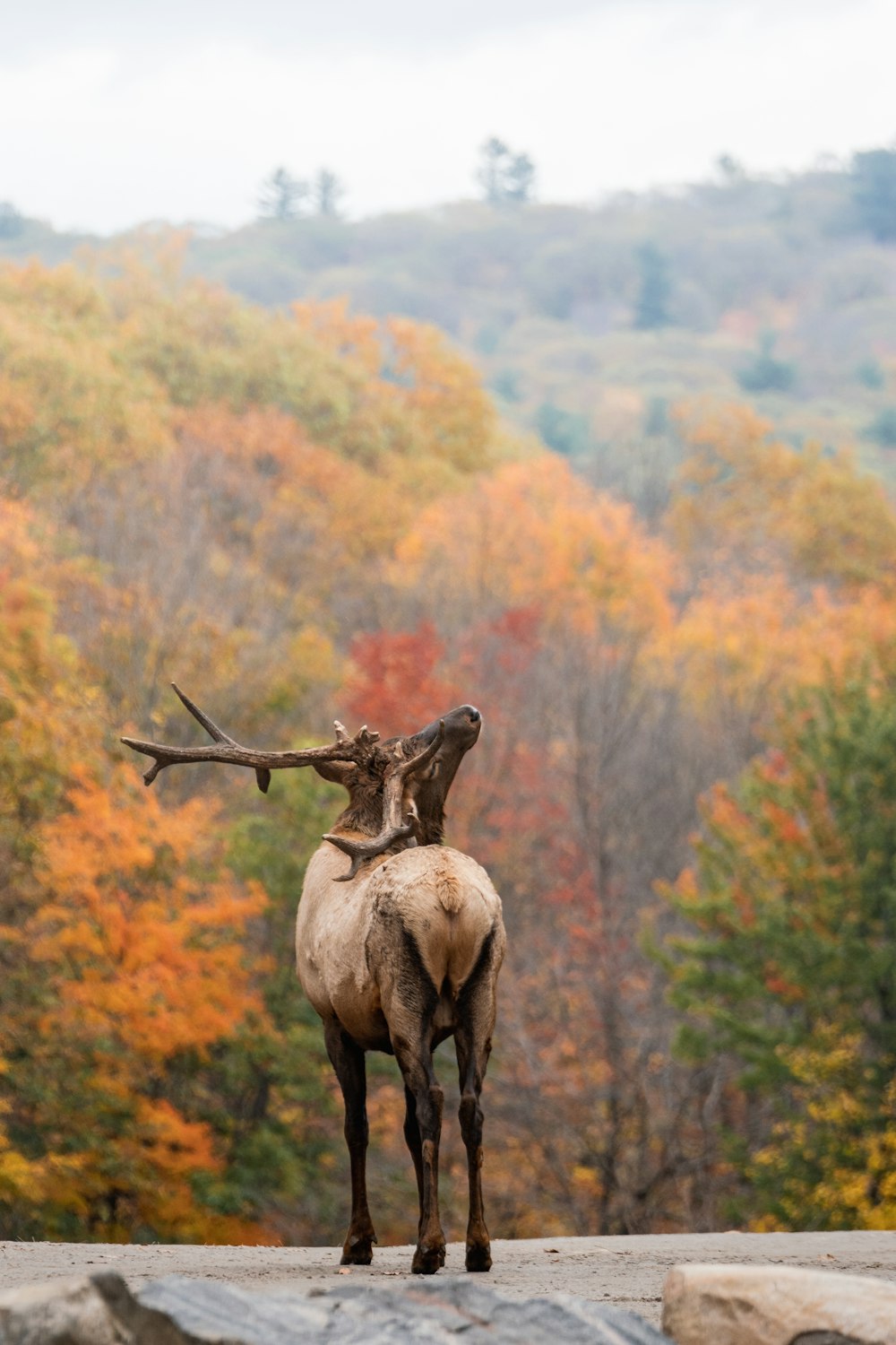 a large animal standing on top of a rocky hillside