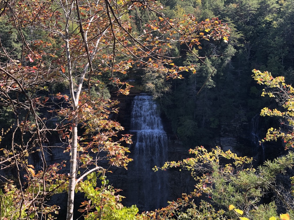 a waterfall in the middle of a forest