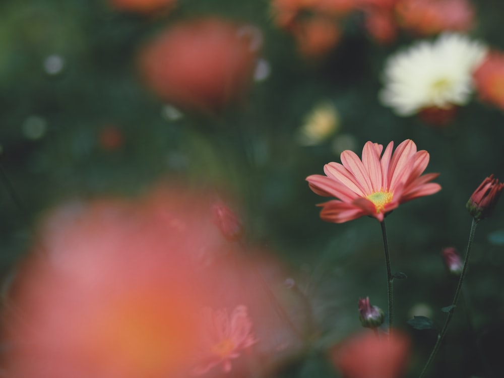 a close up of a pink flower with other flowers in the background