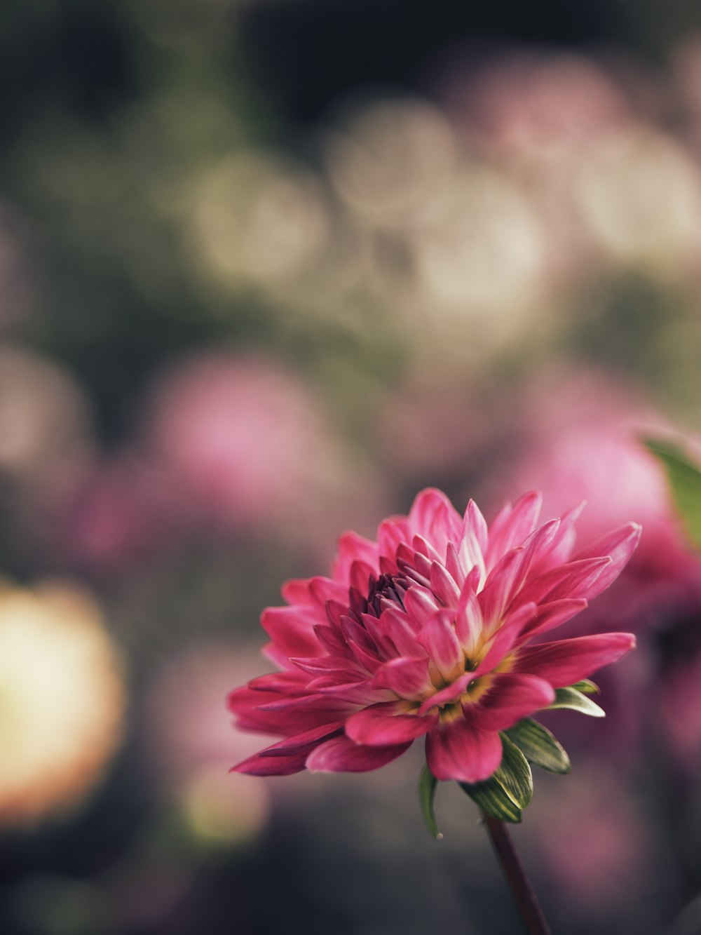 a close up of a pink flower with a blurry background