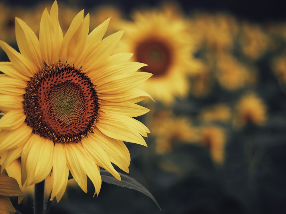 a large sunflower in a field of sunflowers