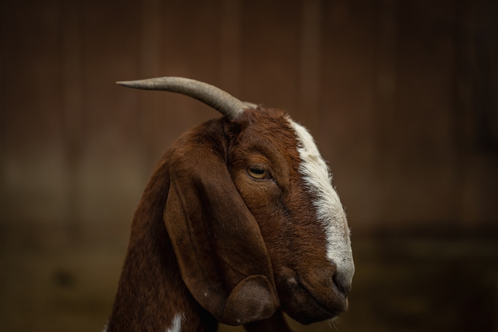 a close up of a goat's face with a wooden background