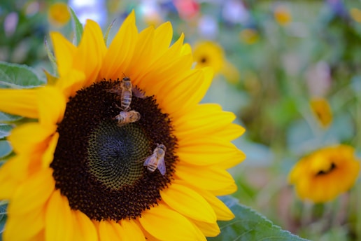 a large sunflower with bees on it