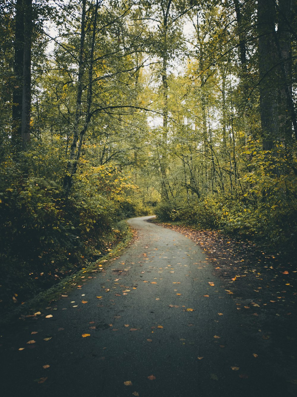 eine Straße mitten in einem Wald mit vielen Bäumen