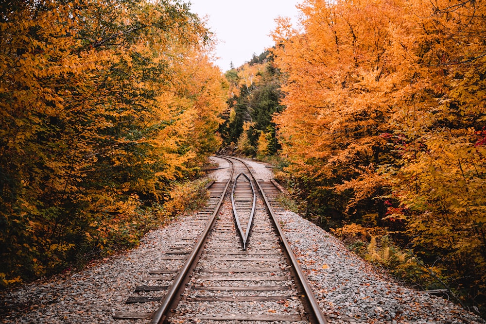 a train track in the middle of a forest