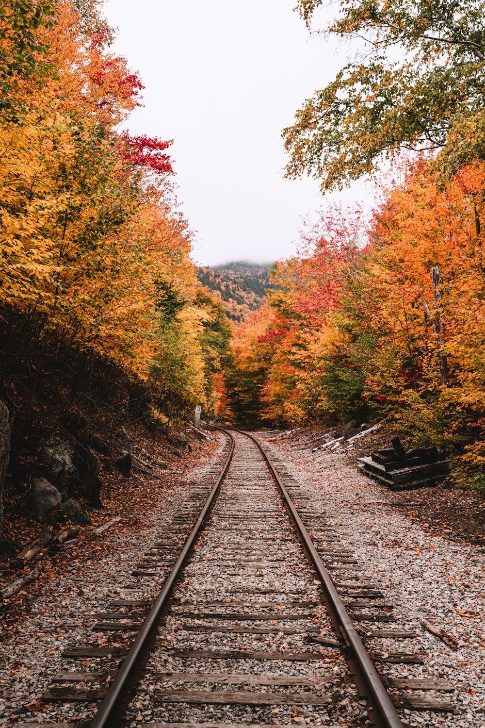 a train track in the middle of a forest