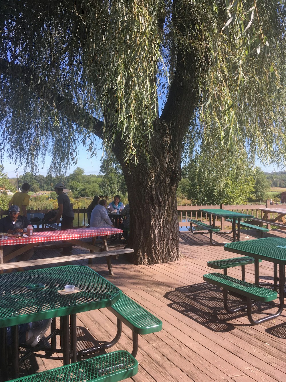 a group of people sitting at picnic tables under a tree