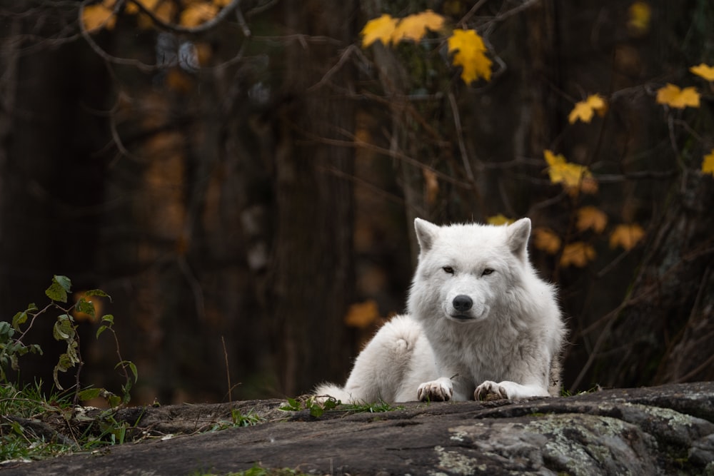 a white wolf sitting on a rock in a forest