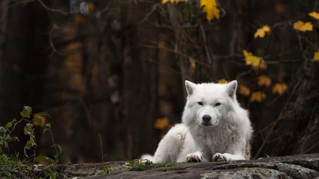 Wolfsstellung