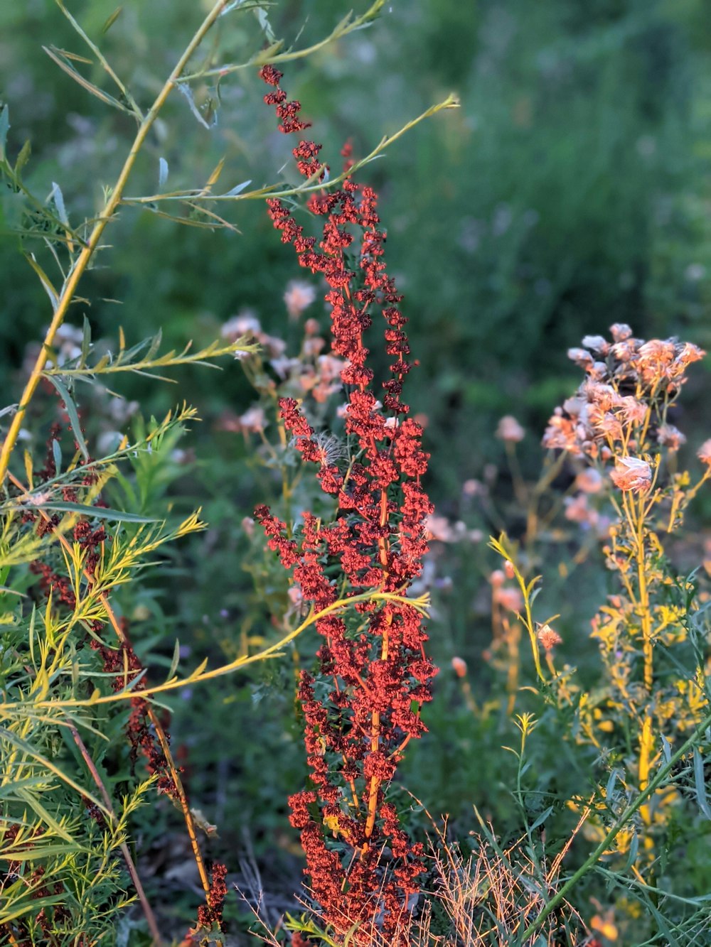 a tall red plant in a field of flowers