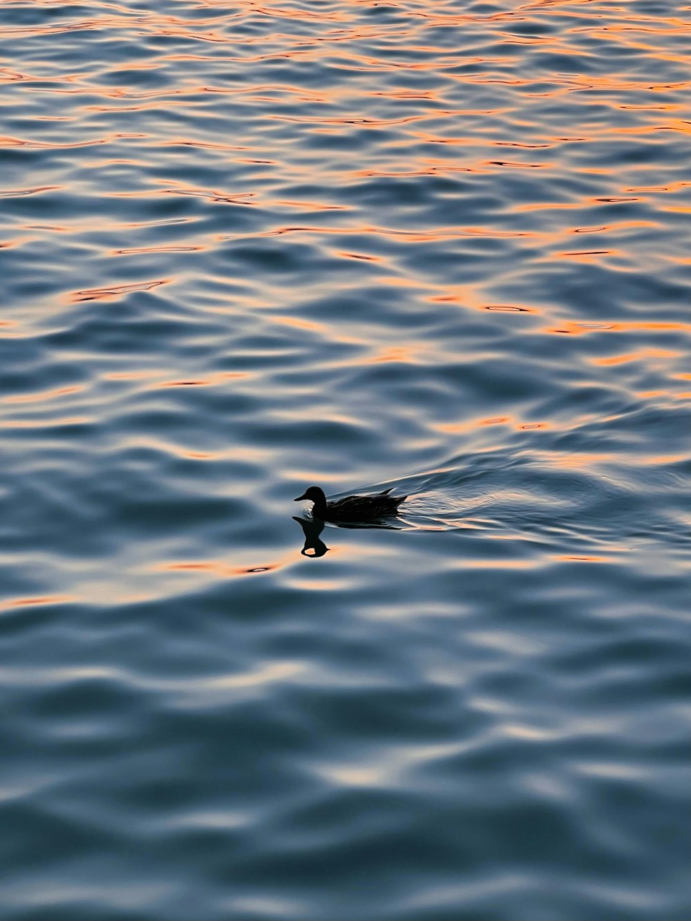 a duck floating on top of a body of water