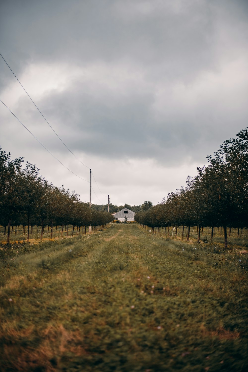 a dirt road surrounded by trees under a cloudy sky