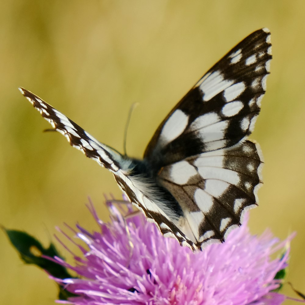 a white and black butterfly on a purple flower