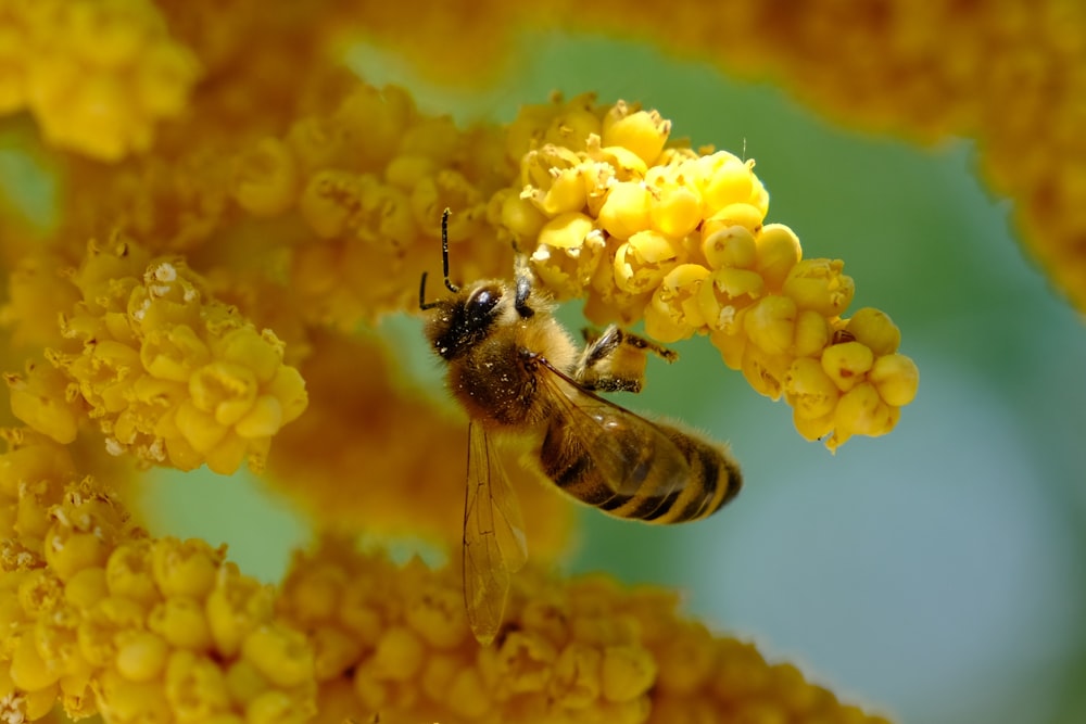 a bee that is sitting on a yellow flower