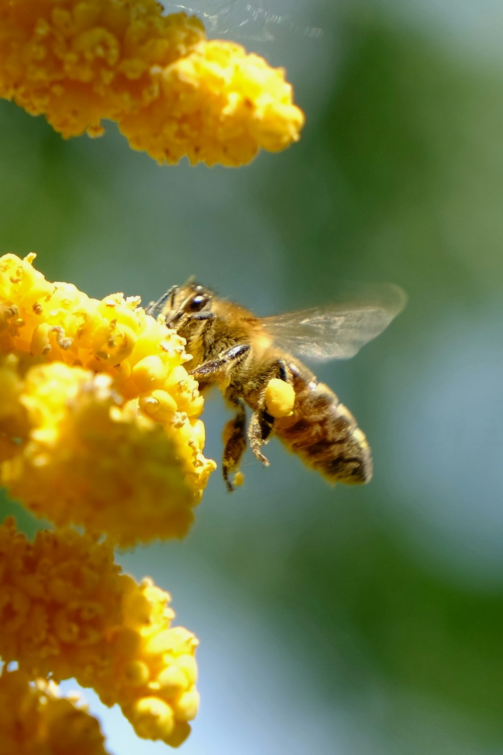 a bee is flying over a yellow flower